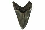 Serrated, Fossil Megalodon Tooth - South Carolina #180907-2